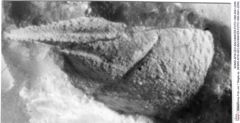 Historisches Foto von ? Magila sp. (NHMW-AFW-GEO-BACHMAYER-FOTO-1990-0041-2259)